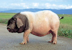 pic_pig_kin.jpg